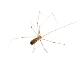 Daddy long legs spider photo CPS