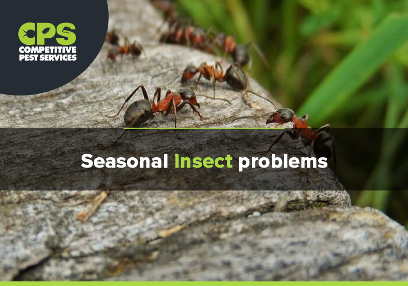 Seasonal insect problems