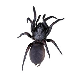 Funnel Web Spider photo CPS