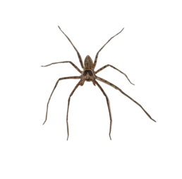 Huntsman Spider CPS