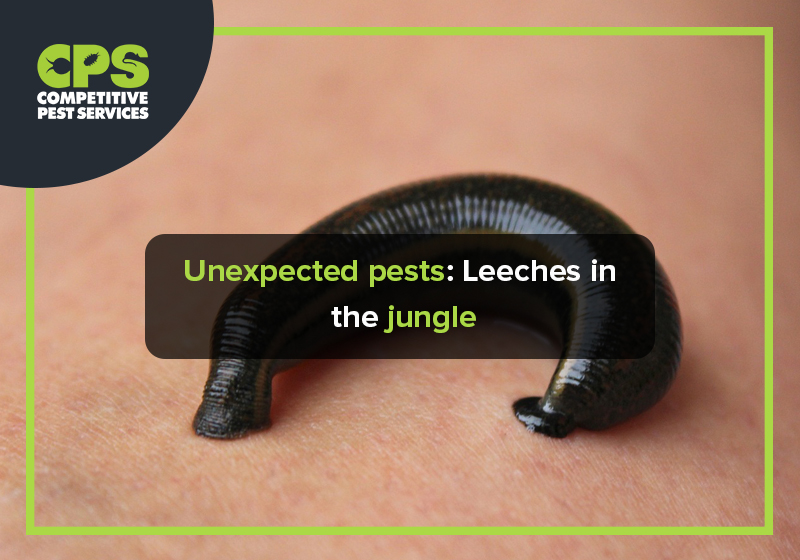 Unexpected pests: Leeches in the jungle