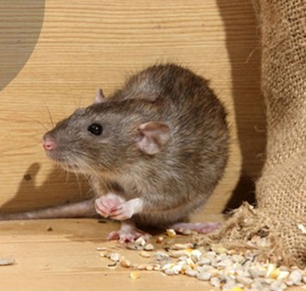 Mice pests in the home