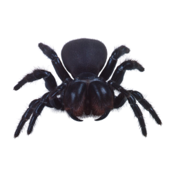 Mouse Spider (Missulena spp.) photo cps