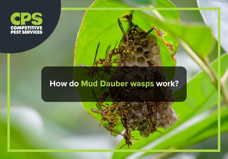 How do Mud Dauber wasps work?