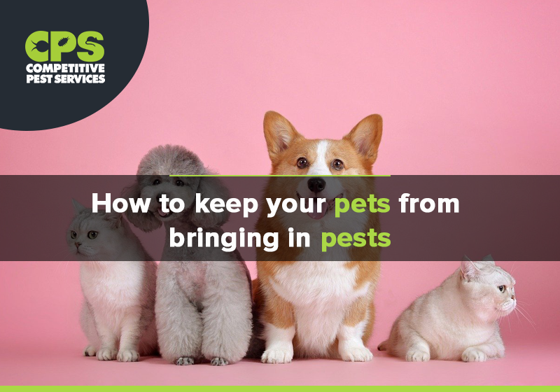 Stop pets bringing pests into home