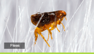 Pets and pests- fleas