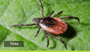 Pets and pests- ticks