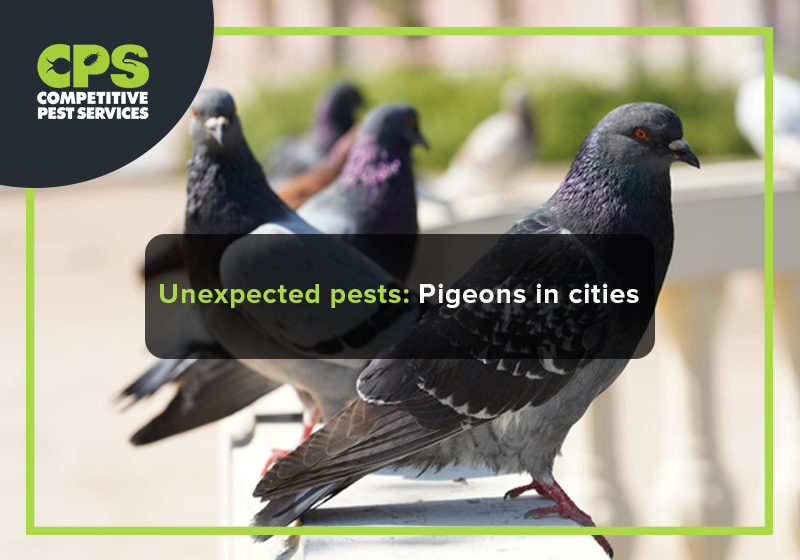 Unexpected pests: Pigeons in cities