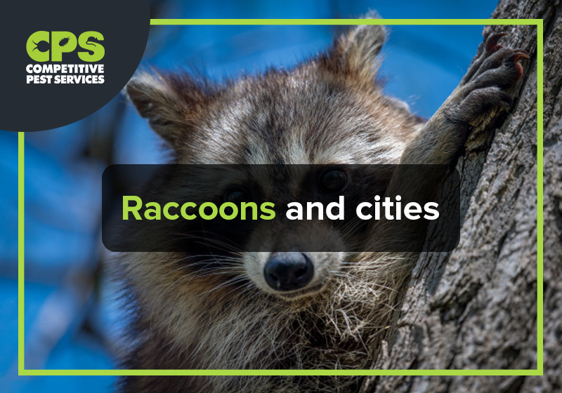 Raccoons and cities