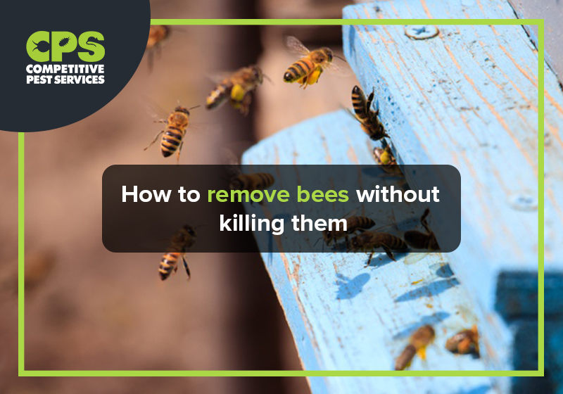 How to remove bees without killing them