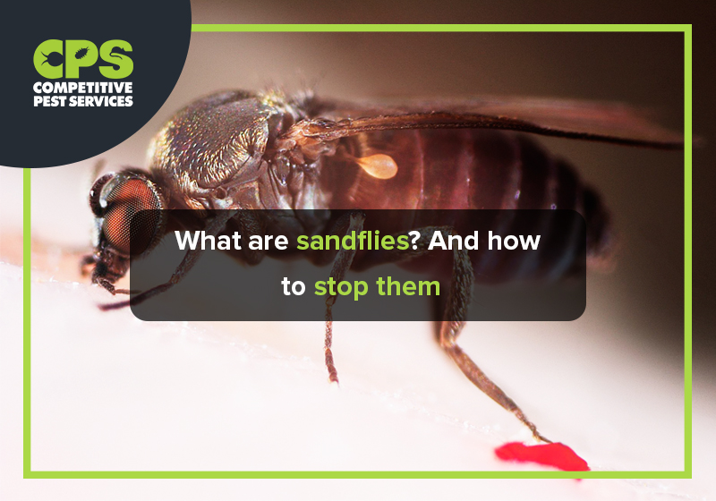 What are sandflies? And how to stop them