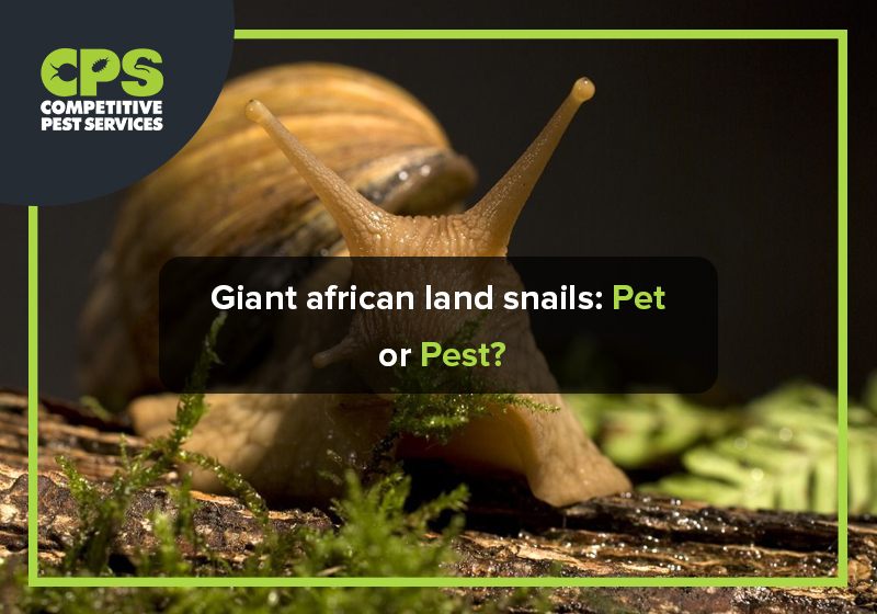 Giant African land snails: Pet or Pest?