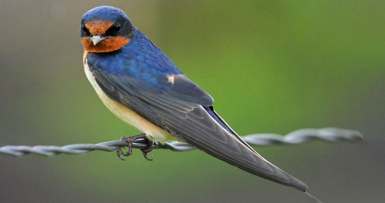 Swallow