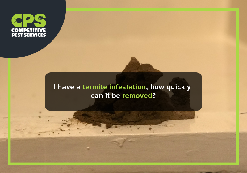 I have a termite infestation, how quickly can it be removed?