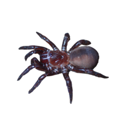Trapdoor Spider (Idiopidae family) photo