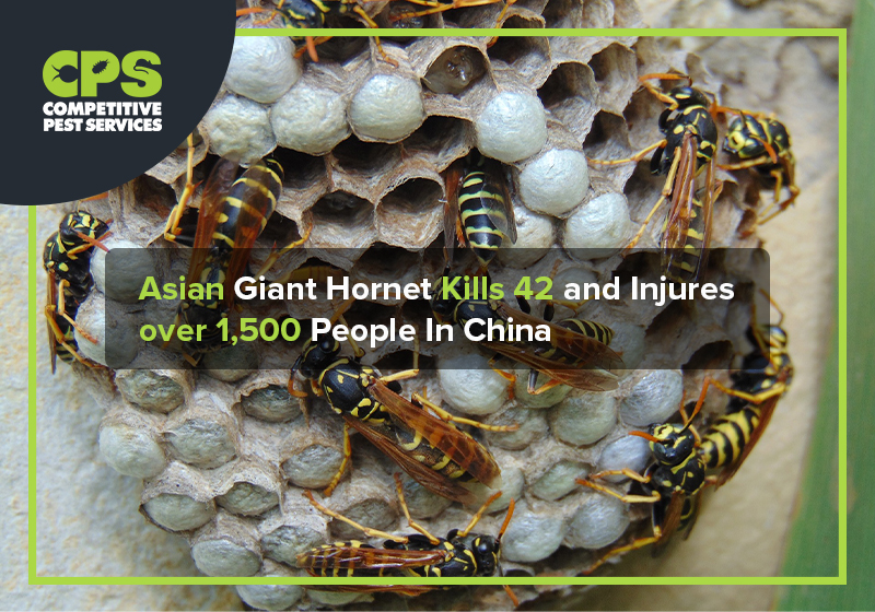 Asian Giant Hornet Kills 42 and Injures over 1,500 People In China