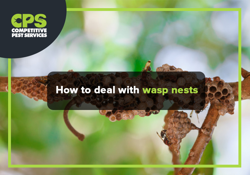 How to deal with wasp nests