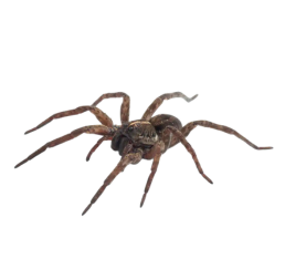 Wolf Spider (Lycosidae family) photo cps