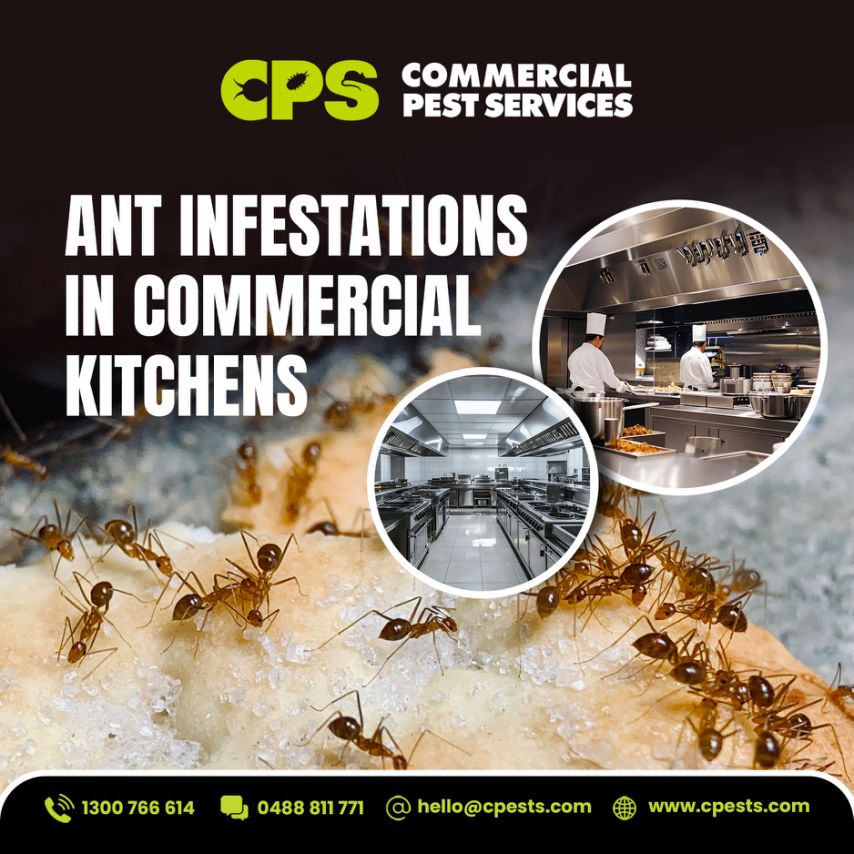 Ant Infestations in Commercial Kitchens: Why They Signal a Bigger Hygiene Problem