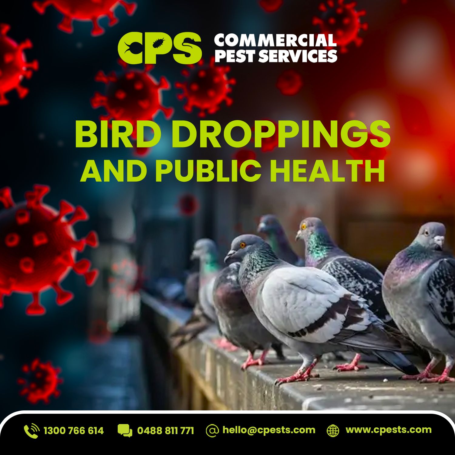 Bird Droppings and Public Health Risks: What Australian Businesses Need to Address Now
