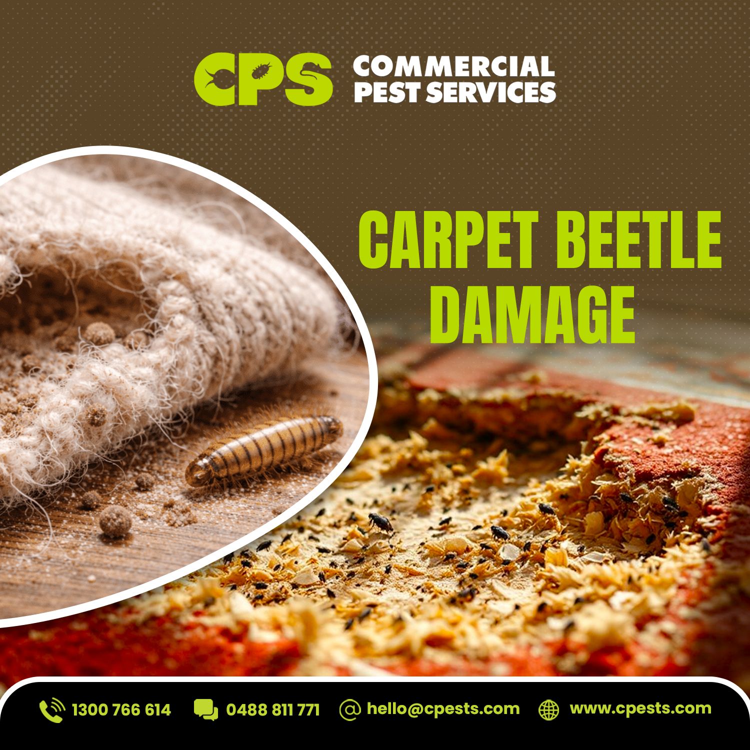 Carpet Beetle Damage in Melbourne Offices: Identifying and Preventing Winter Infestations 