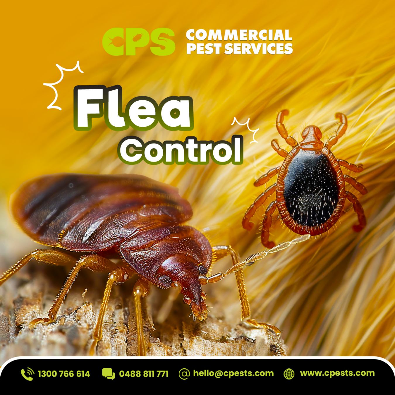 Flea Control After Pet Season: What Melbourne Households Need to Do in May