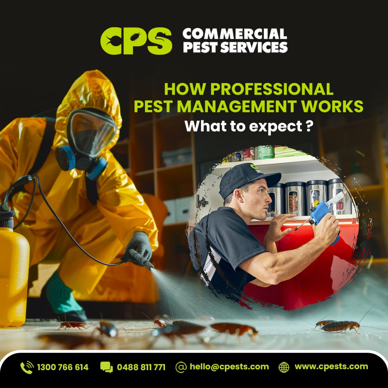 How Professional Pest Management Works: What to Expect  