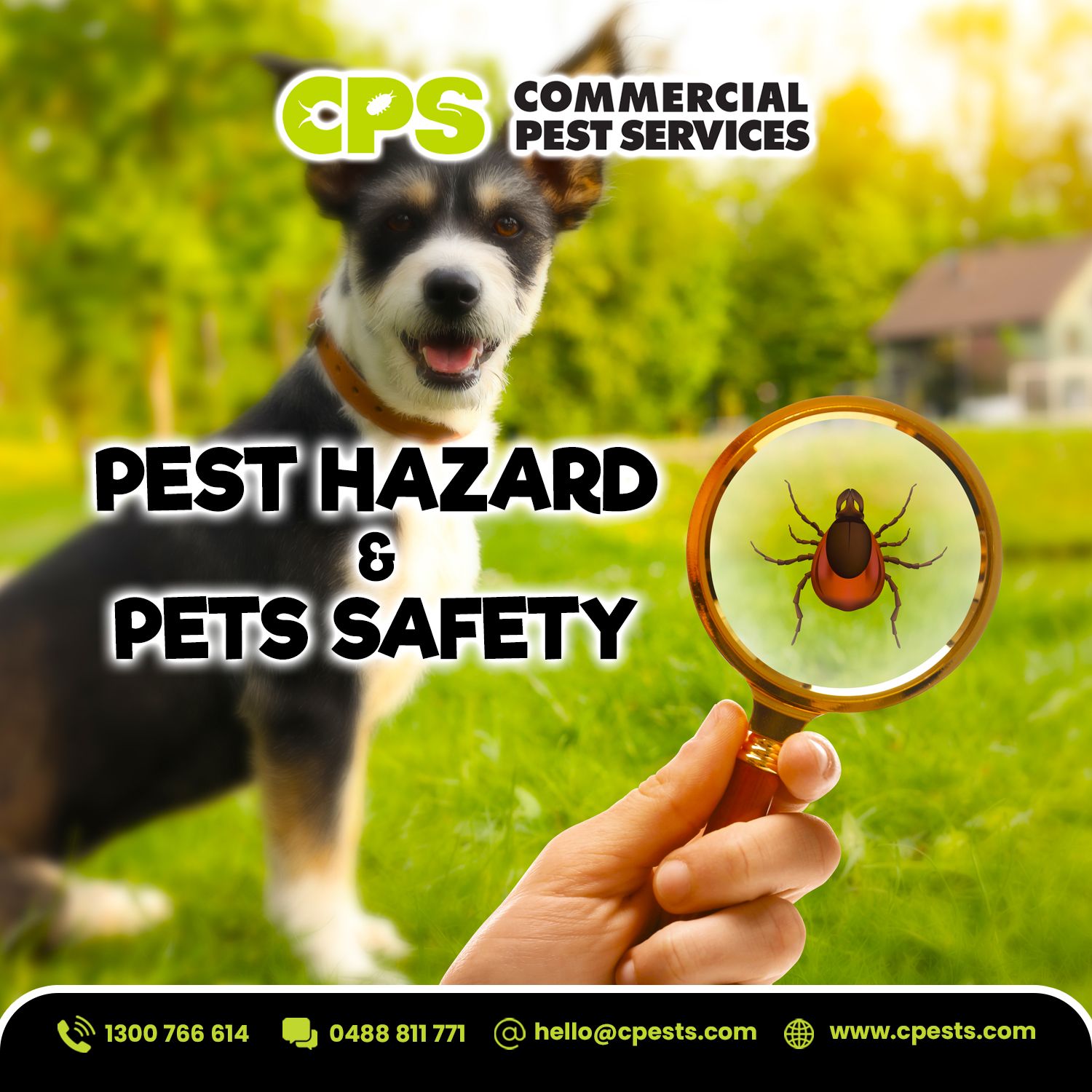 Pests, Hazards and Pet Safety: What Every Pet Owner Should Know 