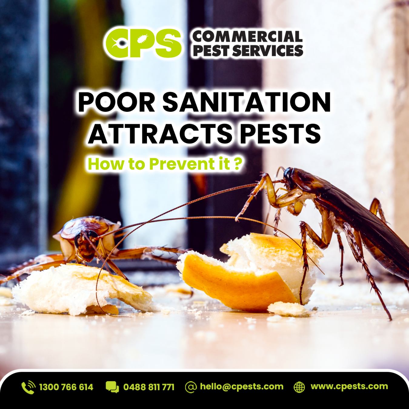 How Poor Sanitation Attracts Pests in Commercial Buildings: What Can We Do? 