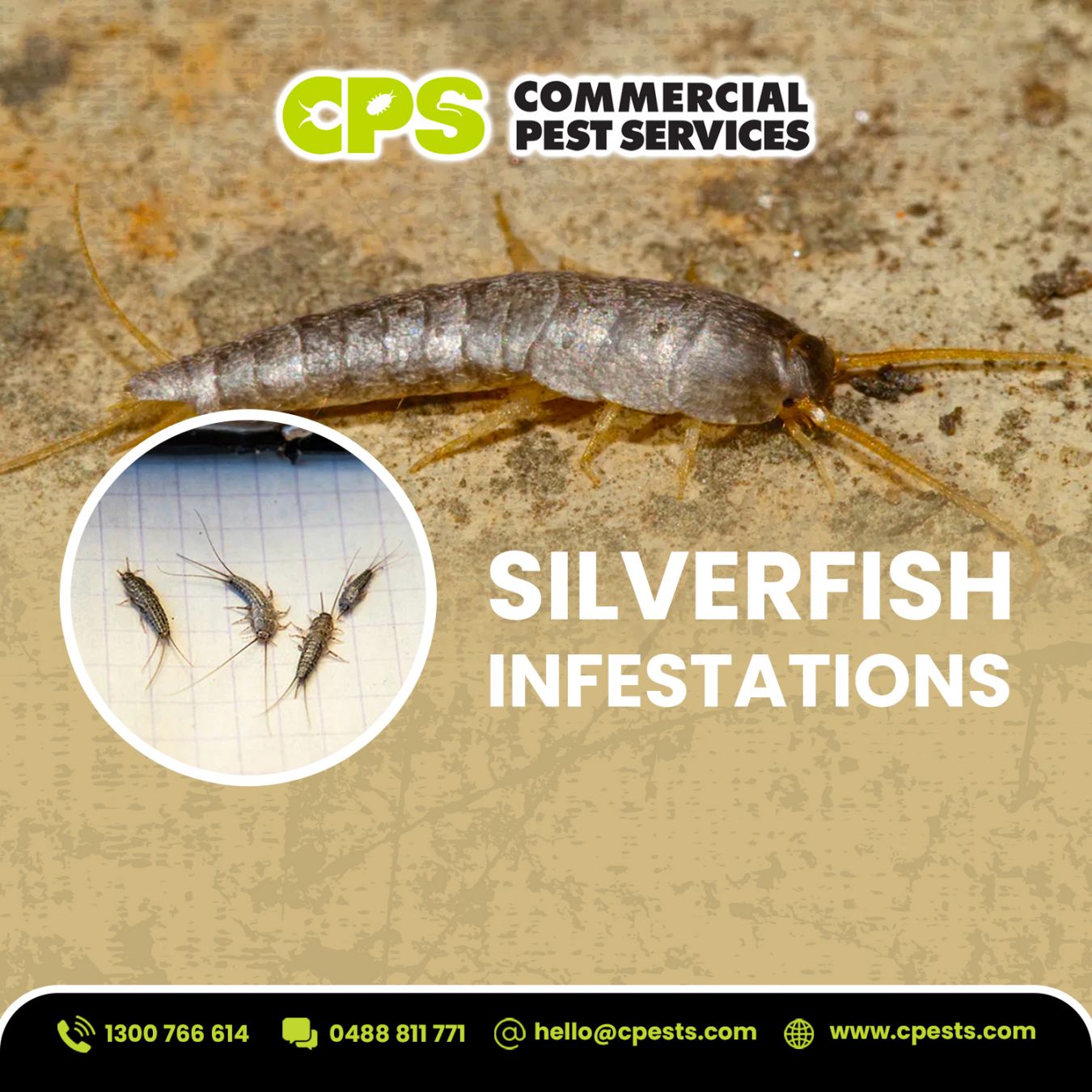 Complete Guide to Control of Silverfish: Effective Methods for Australian Homes and Businesses 