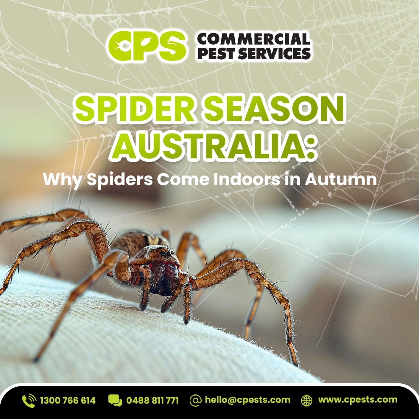Spider Season Australia: Why Spiders Come Indoors in Autumn