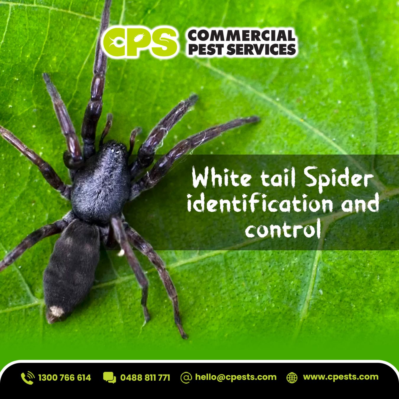 White-Tail Spider Identification and Control: What Melbourne Residents Should Know 