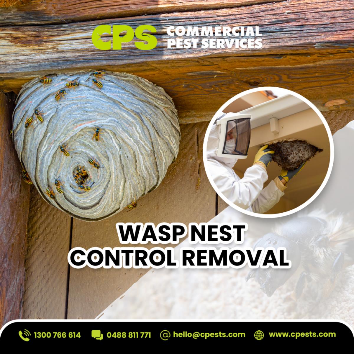 Wasp Nest Removal in Autumn: Why May Is the Safest Window to Act 