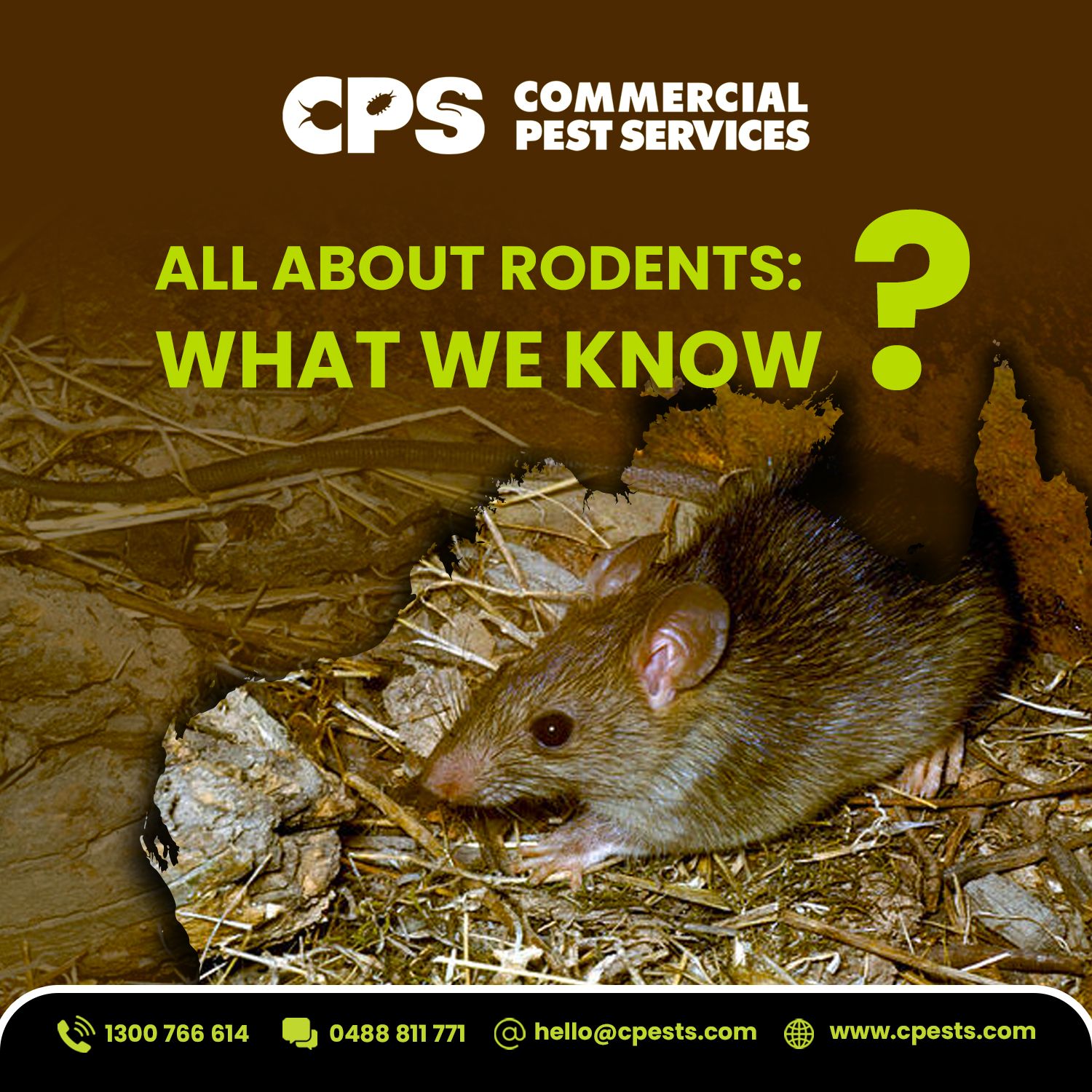 All About Rodents