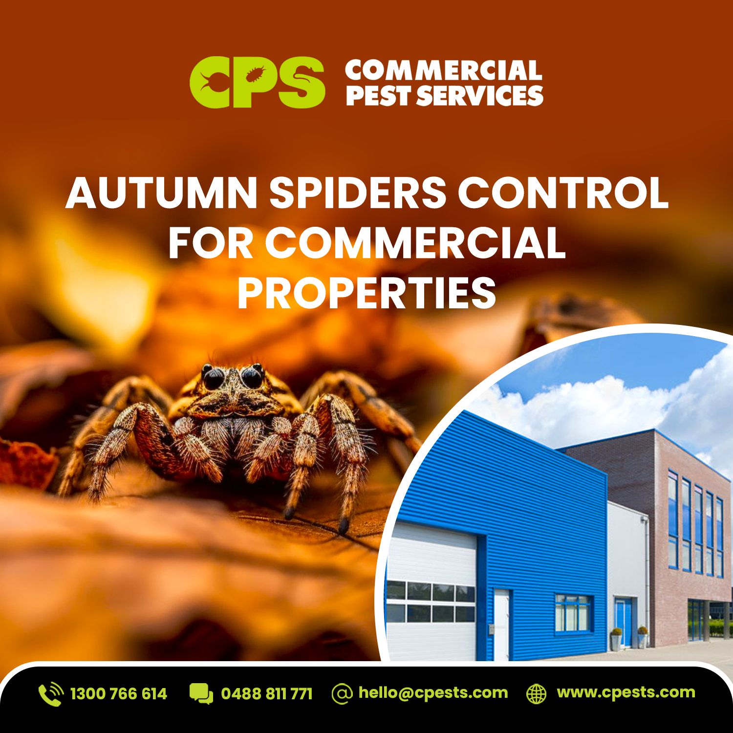 Spider Control for Commercial Properties