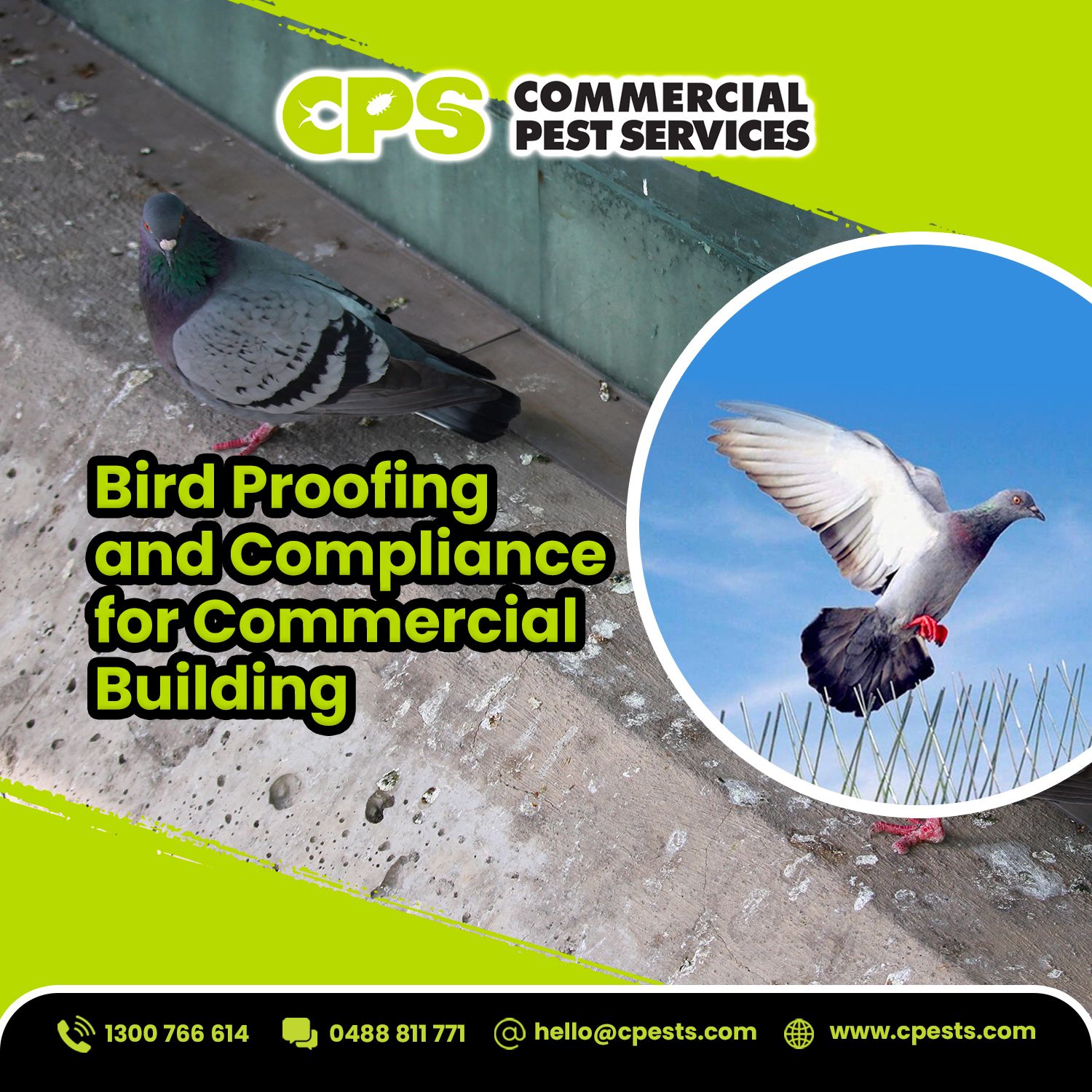 Bird Proofing and Compliance for Commercial Building 