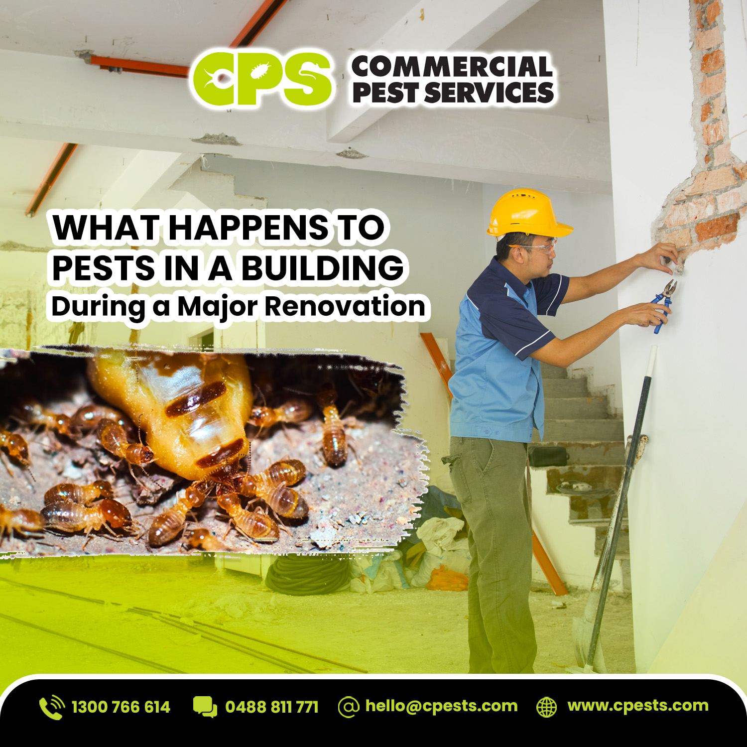 What Happens to Pests in a Building During a Major Renovation?