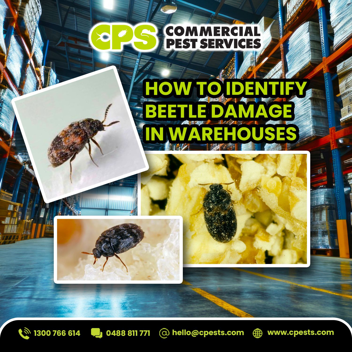 How to Identify Beetle Damage in Office, Warehouses, and Storage Areas