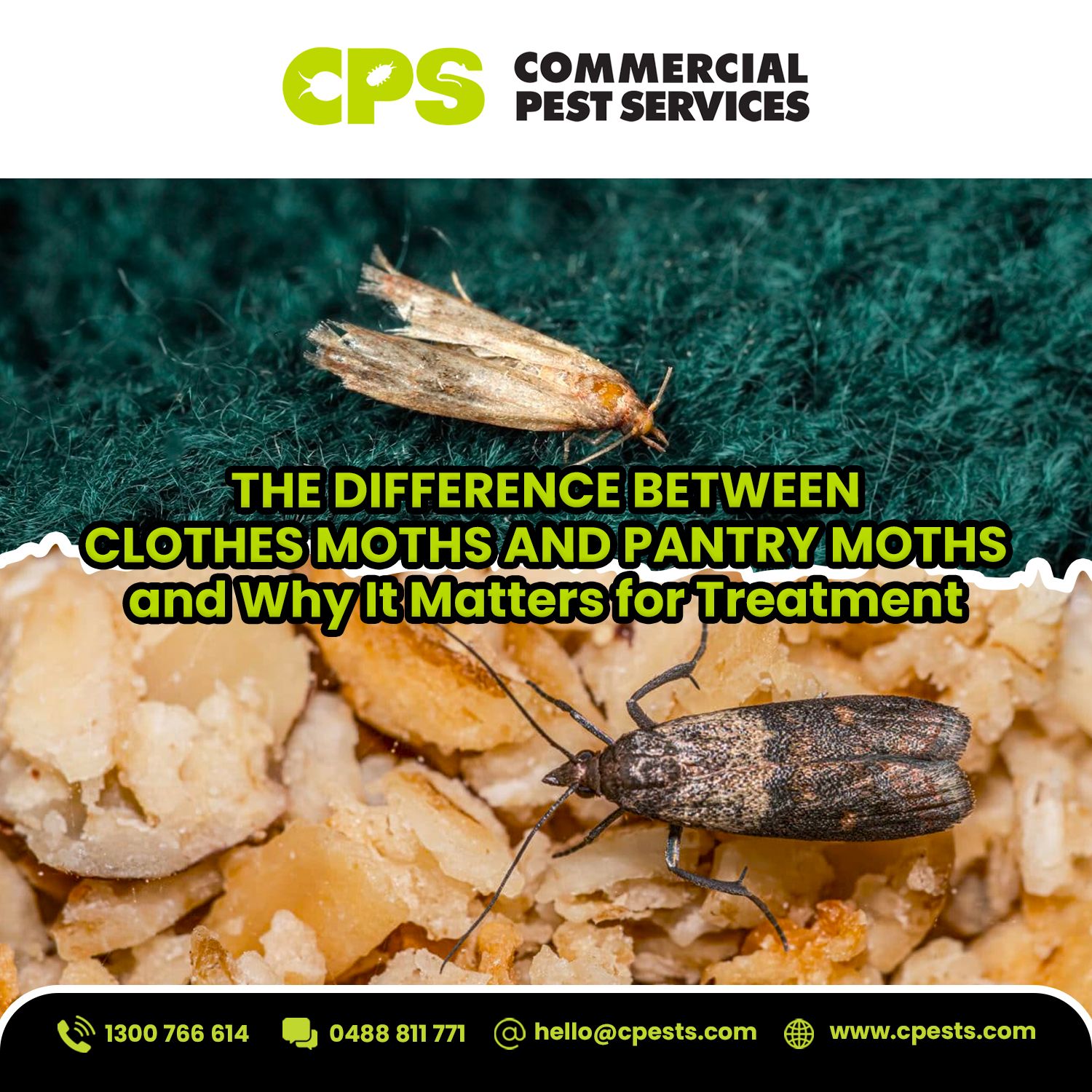 The Difference between Clothes moths and Pantry moths – and Why it matters for the treatment plan
