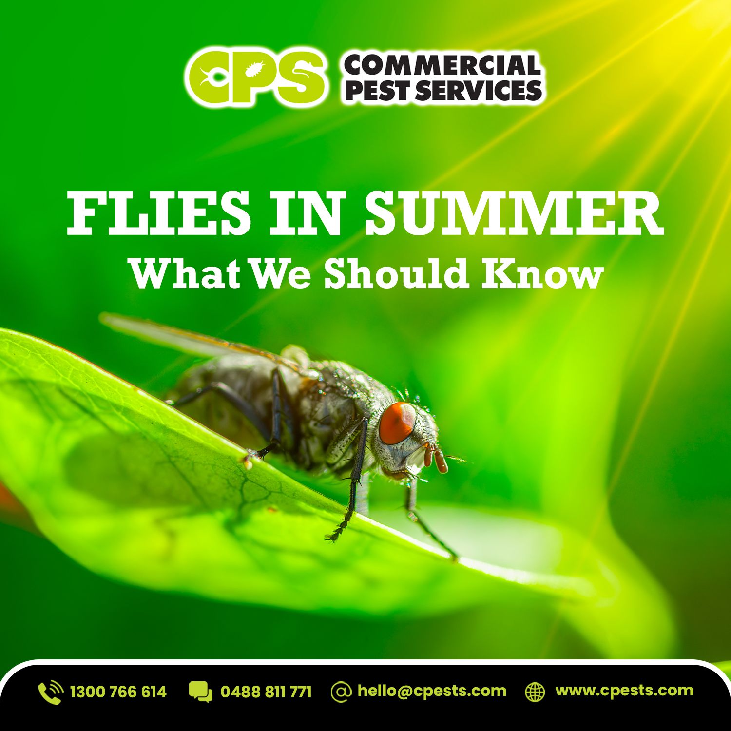 Flies in Summer: Why Fly Activity Increases Around Homes in Australia