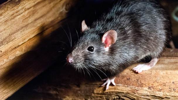  Black Rat (Rattus rattus