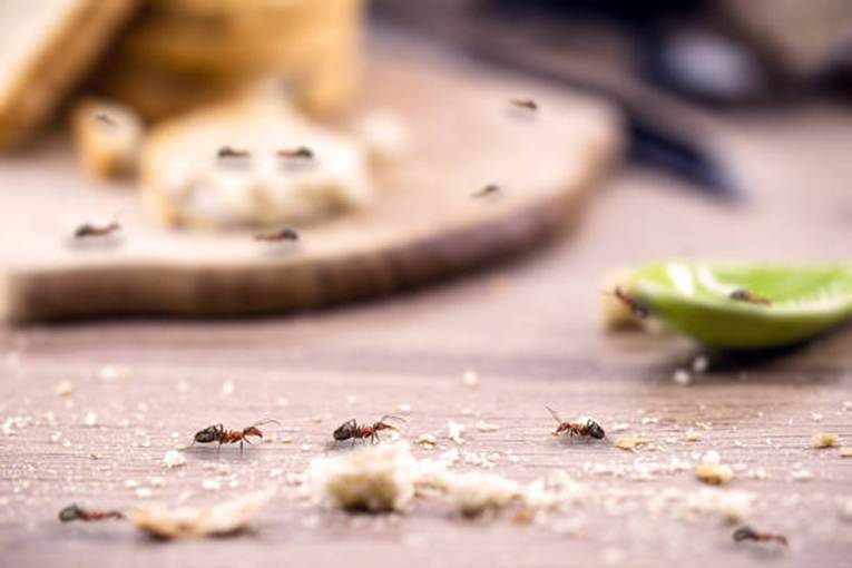 Ants following food residues inside homes 