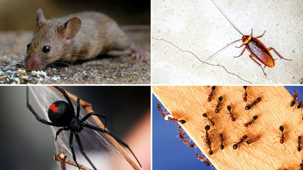 common pests in winter - rodents, cockroaches, spiders, ants