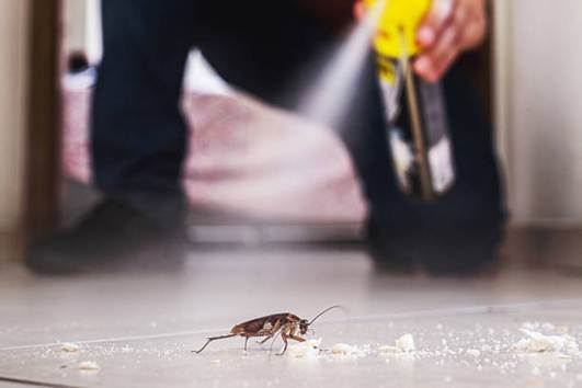 cockroach are more visible in summer