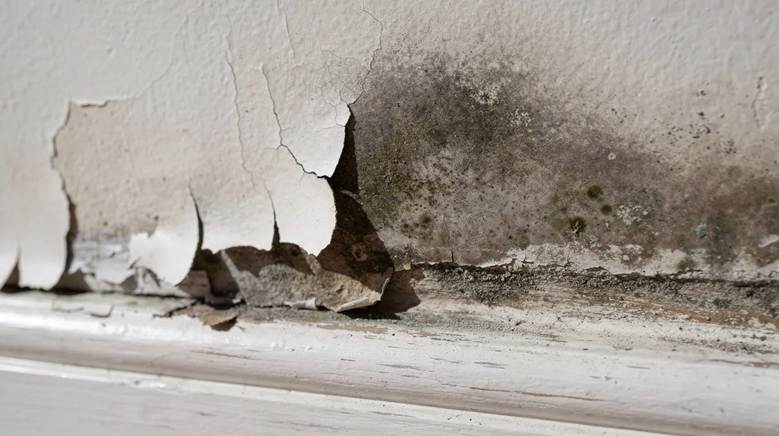 The image shows a close-up view of peeling paint and damp staining near a skirting board