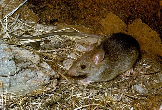 [alt text: Australian native rodent found in Victoria | photo ref: Museum Victoria]