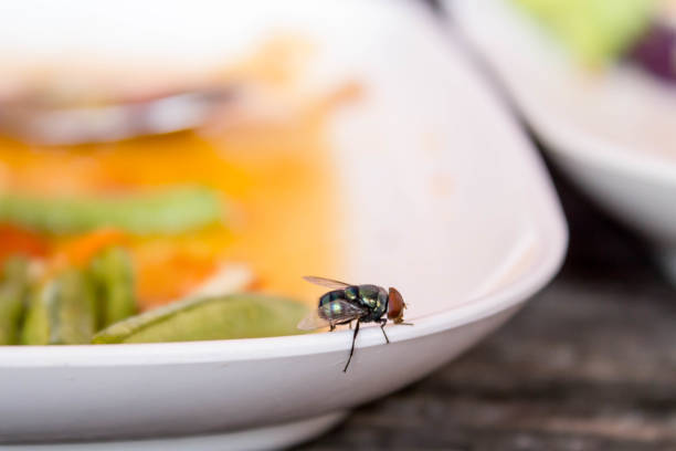  flies on food at restaurant is not a good impression 