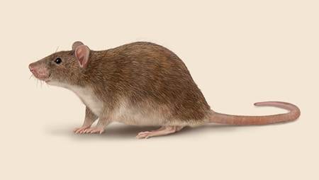 Norway Rat 