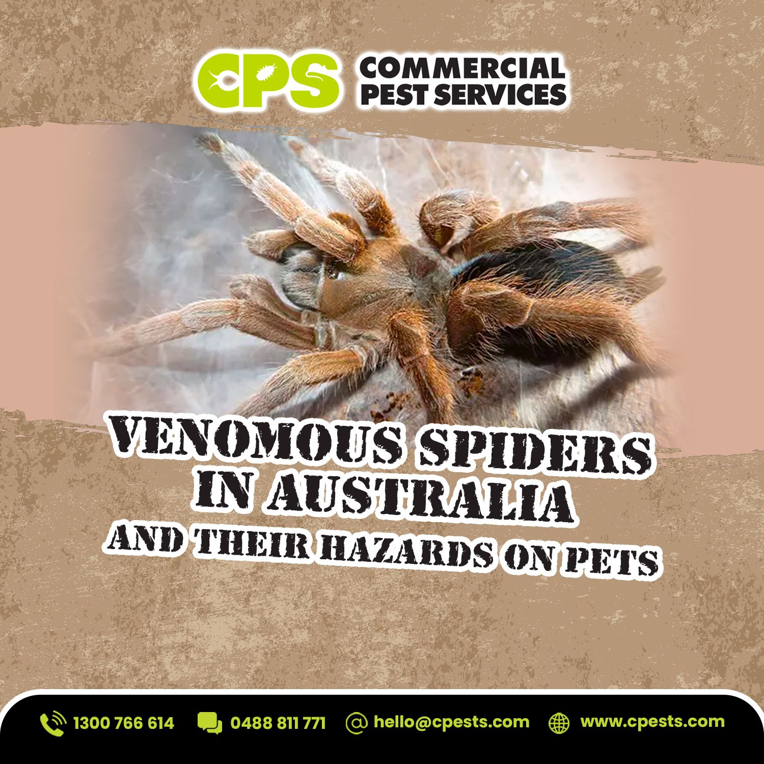 Venomous Spiders in Australia and Their Hazards on Pets