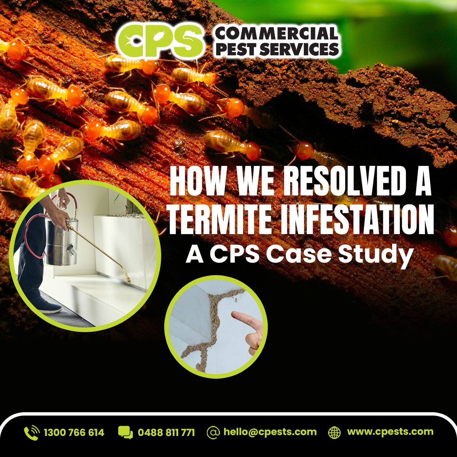 Termite Management: How CPS Protects Homes and Businesses  